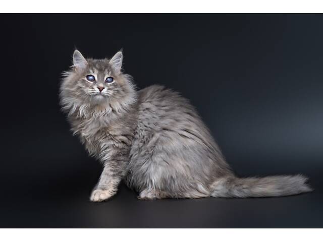 Віддам в добрі руки прекрасне кошеня дівчинку Ребеку. - Фото 3