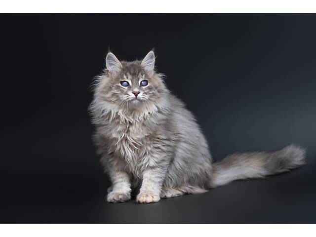 Віддам в добрі руки прекрасне кошеня дівчинку Ребеку. - Фото 4