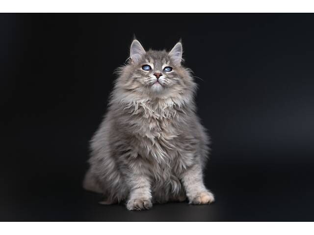 Віддам в добрі руки прекрасне кошеня дівчинку Ребеку. - Фото 5