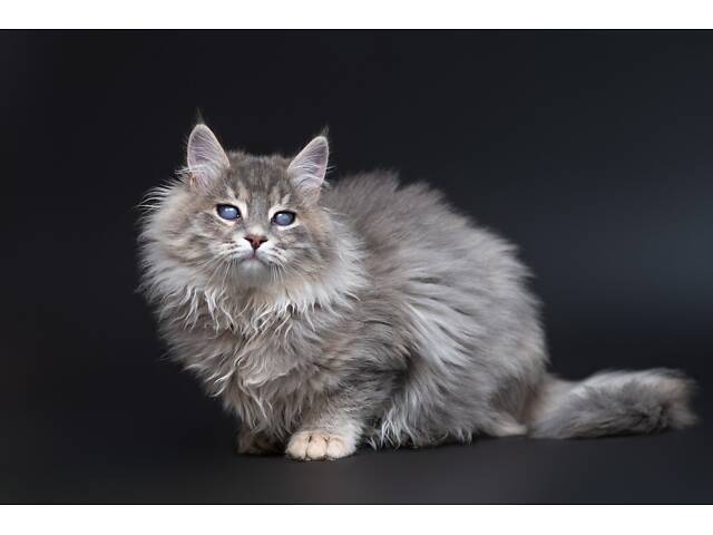 Віддам в добрі руки прекрасне кошеня дівчинку Ребеку. - Фото 6