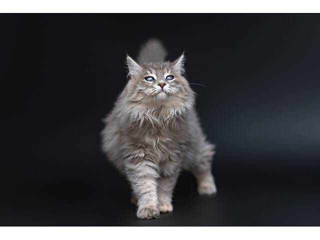 Віддам в добрі руки прекрасне кошеня дівчинку Ребеку. - Фото 7