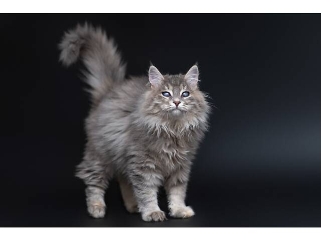 Віддам в добрі руки прекрасне кошеня дівчинку Ребеку. - Фото 8