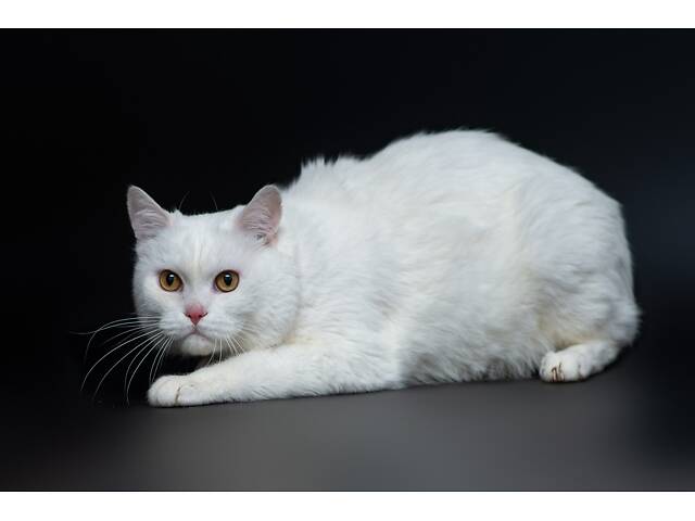 Отдам в добрые руки прекрасного белого британского котенка Чемера. - Фото 2
