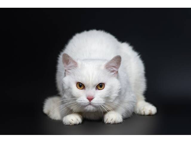 Отдам в добрые руки прекрасного белого британского котенка Чемера. - Фото 3