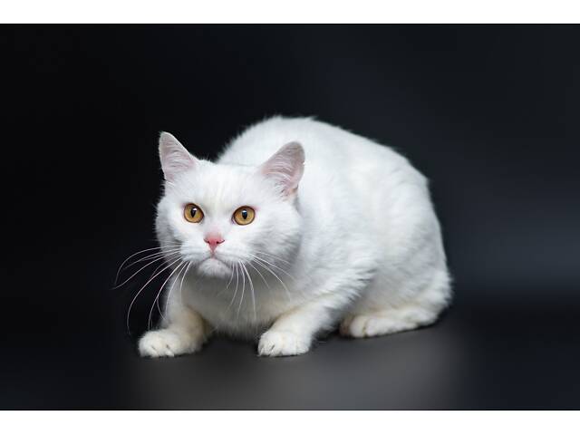 Отдам в добрые руки прекрасного белого британского котенка Чемера. - Фото 4