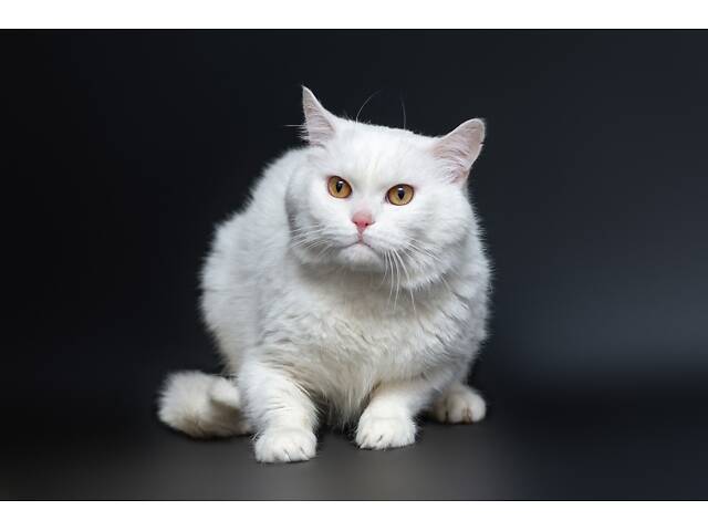 Отдам в добрые руки прекрасного белого британского котенка Чемера. - Фото 5