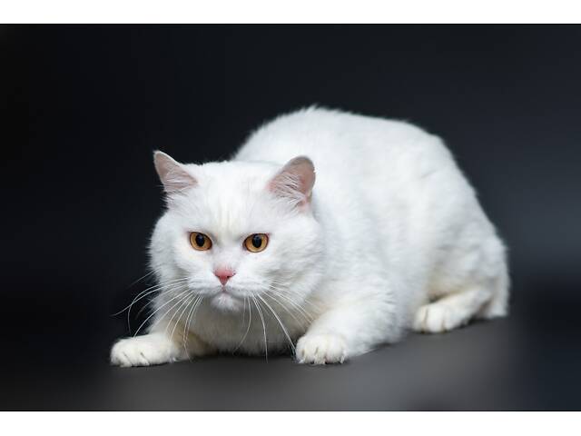 Отдам в добрые руки прекрасного белого британского котенка Чемера. - Фото 6