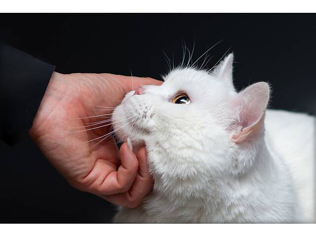 Отдам в добрые руки прекрасного белого британского котенка Чемера. - Фото 7