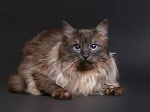 Отдам в добрые руки прекрасного котика Чопа.