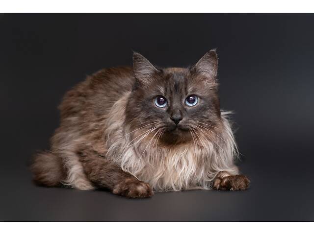 Отдам в добрые руки прекрасного котика Чопа. - Фото 1