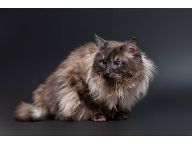 Отдам в добрые руки прекрасного котика Чопа. - Фото 2