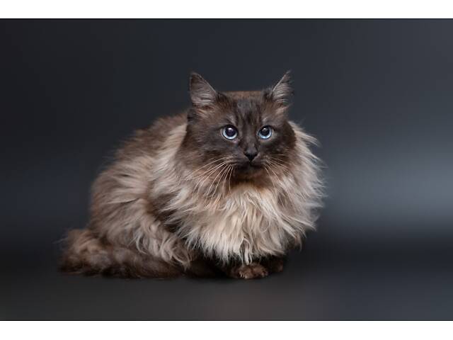 Отдам в добрые руки прекрасного котика Чопа. - Фото 3