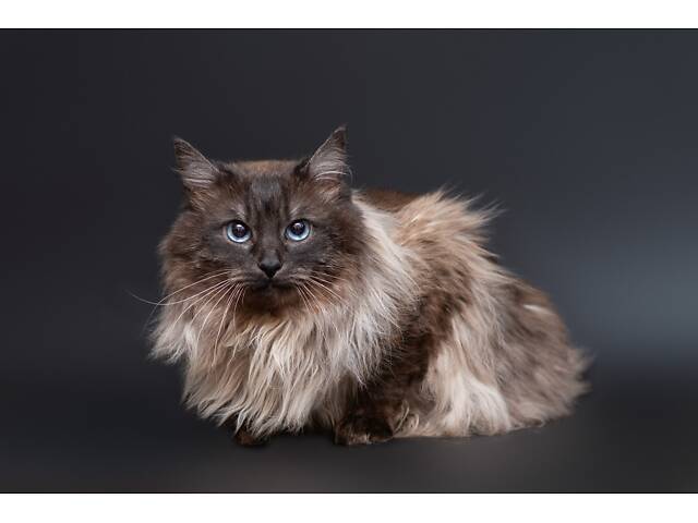 Отдам в добрые руки прекрасного котика Чопа. - Фото 4