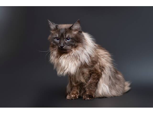 Отдам в добрые руки прекрасного котика Чопа. - Фото 5