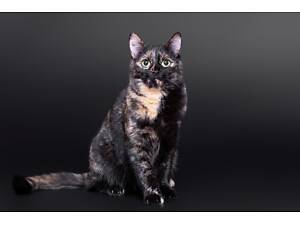 Отдам в добрые руки прекрасную молодую кошечку Вивиан.