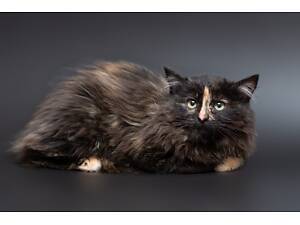 Отдам в добрые руки пушистого котенка девочку Бренди.