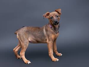 Отдам в добрые руки умную щенка девочку Оичи, будет небольшой.