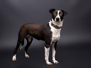 Отдам в добрые руки умную молодую собаку Хейзи.