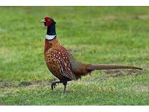 Відлов фазанів(транквілізатор для птахів)