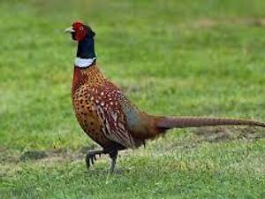 Відлов фазанів(транквілізатор для птахів)