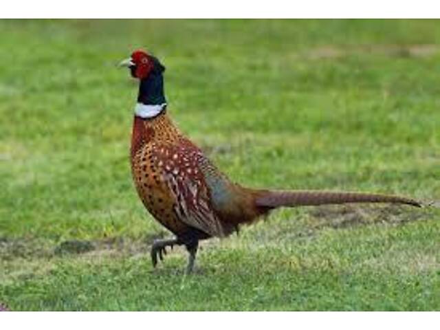 Відлов фазанів(транквілізатор для птахів) - Фото 1