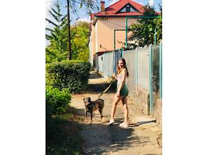 Послуги по вигулу собак в Ужгороді