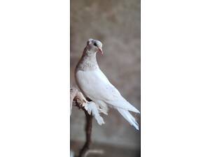 Іранські та бакинські бойні голуби – високолітні та ігрові птахи для справжніх знавців