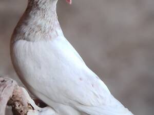 Иранские и бакинские бойные голуби – высоколетные и игровые птицы для настоящих знатоков.