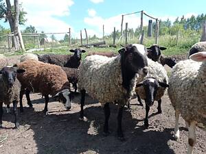 Вівці романівські