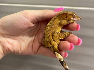 Війковий гекон бананоїд