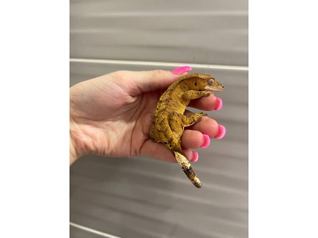 Війковий гекон бананоїд - Фото 1