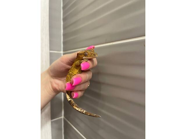 Війковий гекон бананоїд - Фото 2