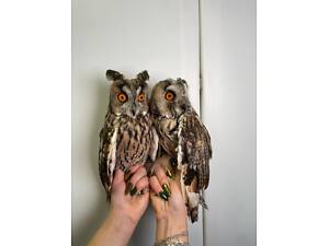 Власноруч викормлені сови, неагресивні, спокійні та ласкаві