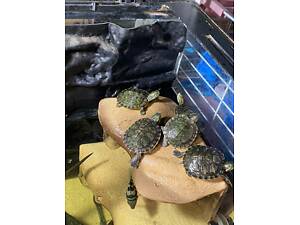 Водяна червоновуха черепаха