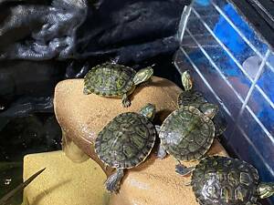 Водяна червоновуха черепаха