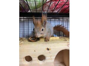 Вольєрна декоративна руда білочка, європейська білка