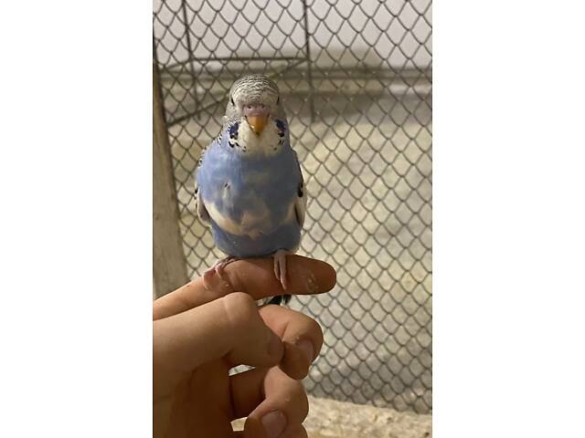 Волнистий попугай - Фото 2