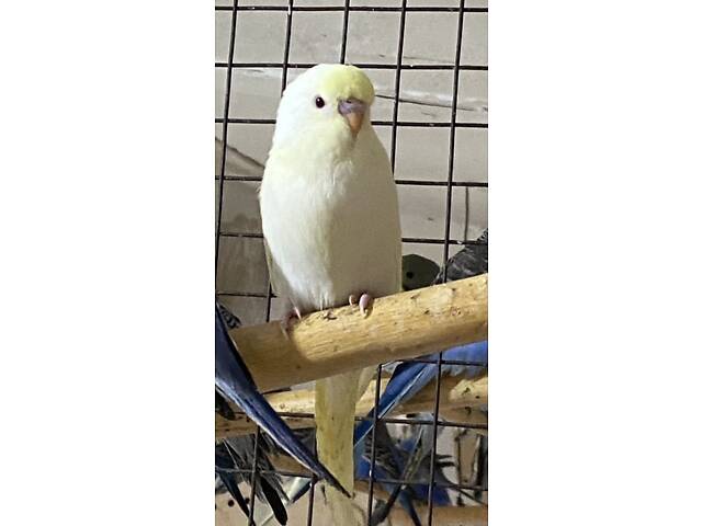 Волнистий попугай - Фото 3