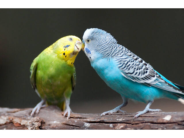 волнистые папугаи - Фото 1