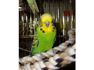 Волнистые попугаи малыши