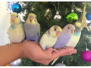 Хвилясті папуги, самці та самки, корми, клітини