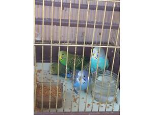 Волнистые попугаи