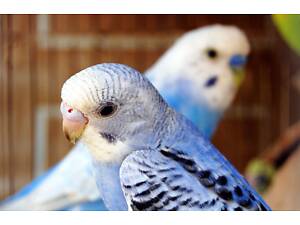 Хвилясті папугайчики