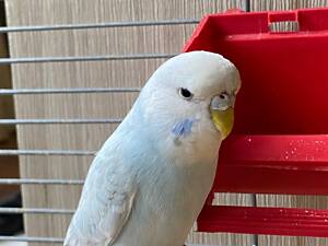 Волнистый попугай