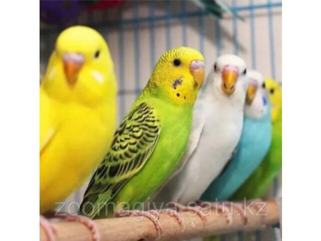 Хвилясті папуги - Фото 4