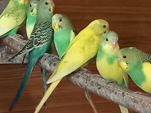 Хвилясті папуги