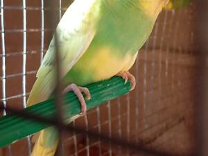 Волнистые попугаи