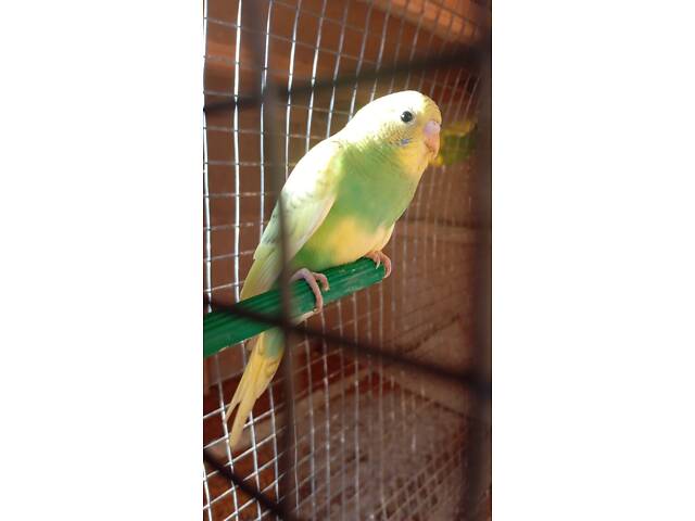 Хвилясті папуги - Фото 1