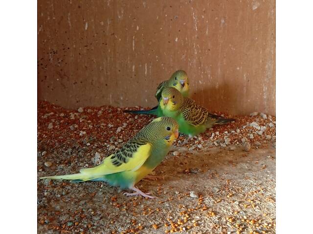 Хвилясті папуги - Фото 2