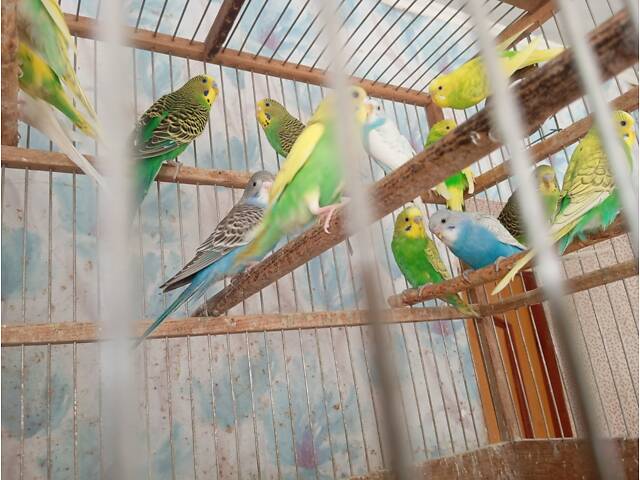 Хвилясті папуги - Фото 3